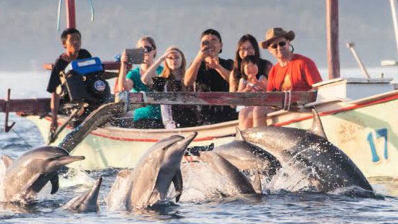 Tour Package 1 Bali Dolphin Tour PT Bali Ekstrimindo Adventure (1)