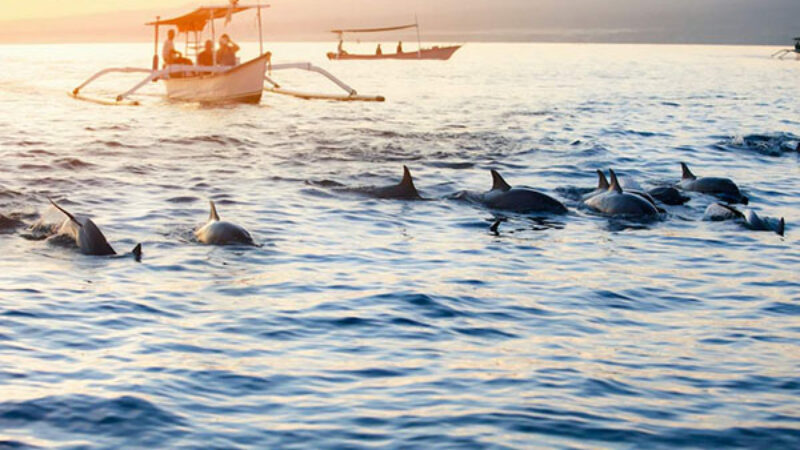Tour Package 1 Bali Dolphin Tour PT Bali Ekstrimindo Adventure 4