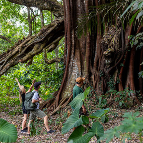Tour Package 3 Adventure & Outdoor Activities PT Bali Ekstrimindo Adventure_0004_5 Bali Jungle Trek & Canoeing