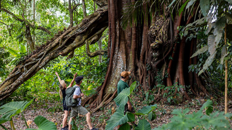 Tour Package 3 Adventure & Outdoor Activities PT Bali Ekstrimindo Adventure_0004_5 Bali Jungle Trek & Canoeing